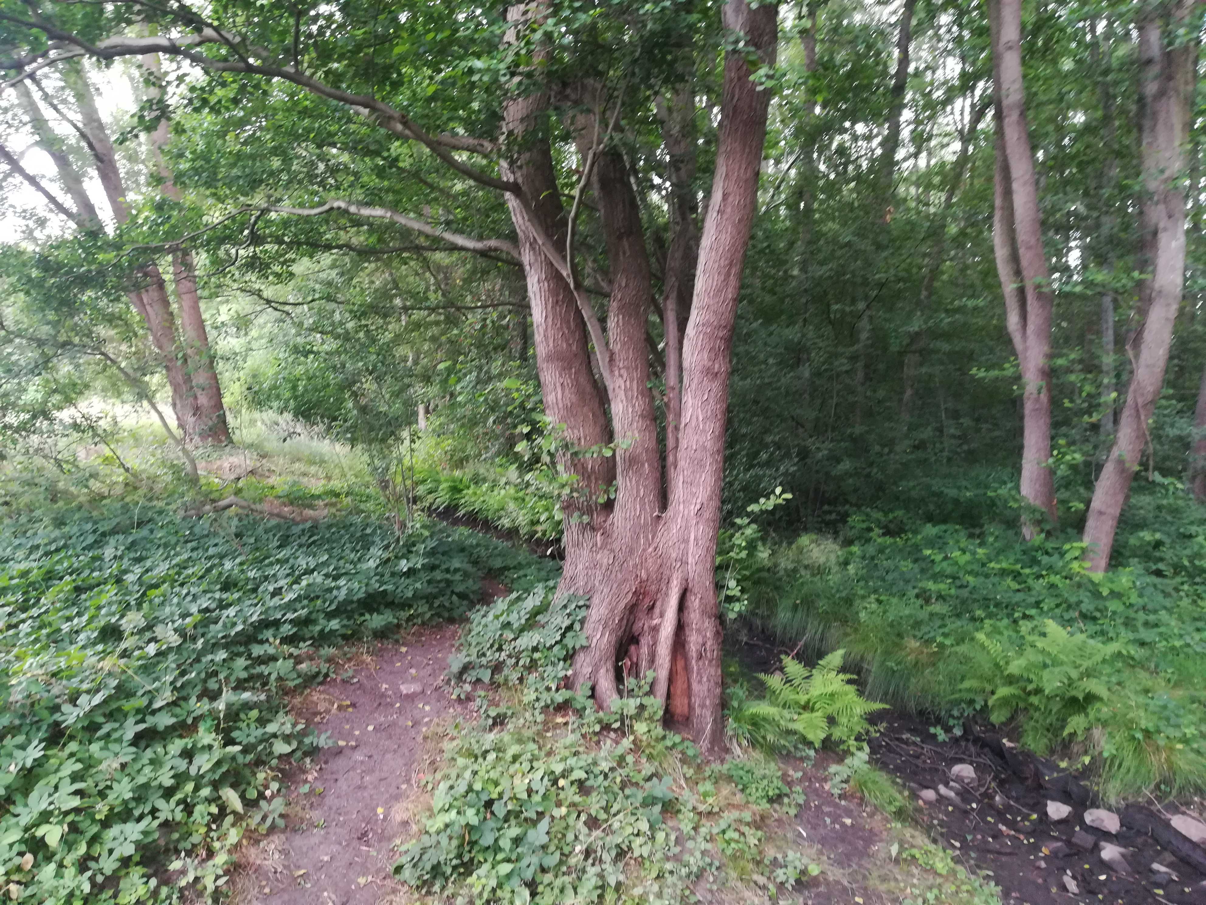Die Bäche fallen trocken