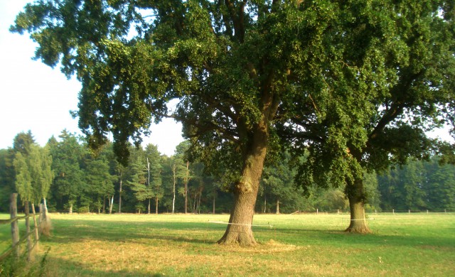 Naturschutzgebiet „Quellwald bei Bennemühlen“